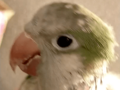 ドラちゃん ドラちゃん