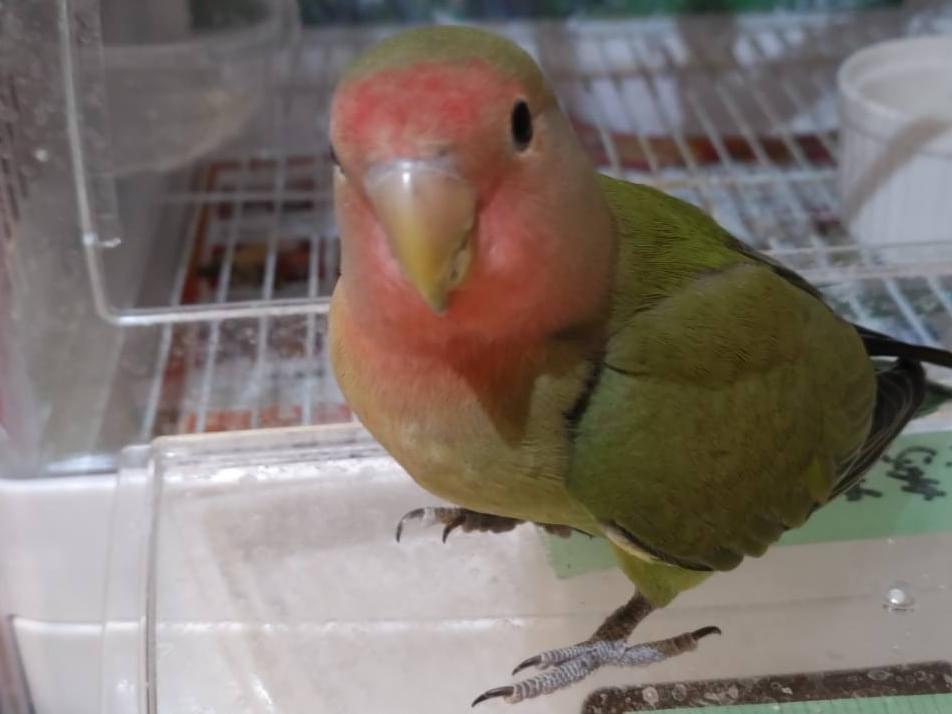 ピピちゃん ピピちゃん