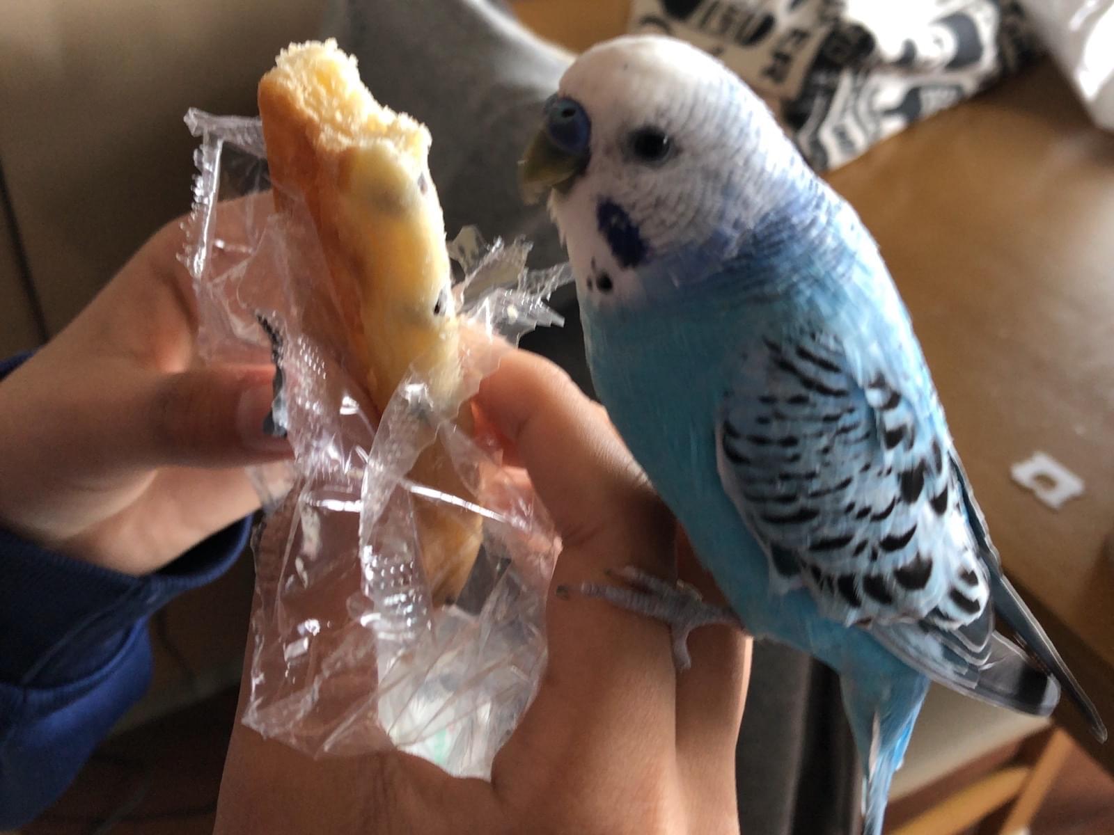 あおちゃん あおちゃん