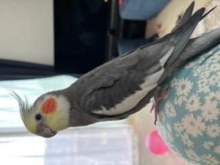 わかちゃん わかちゃん