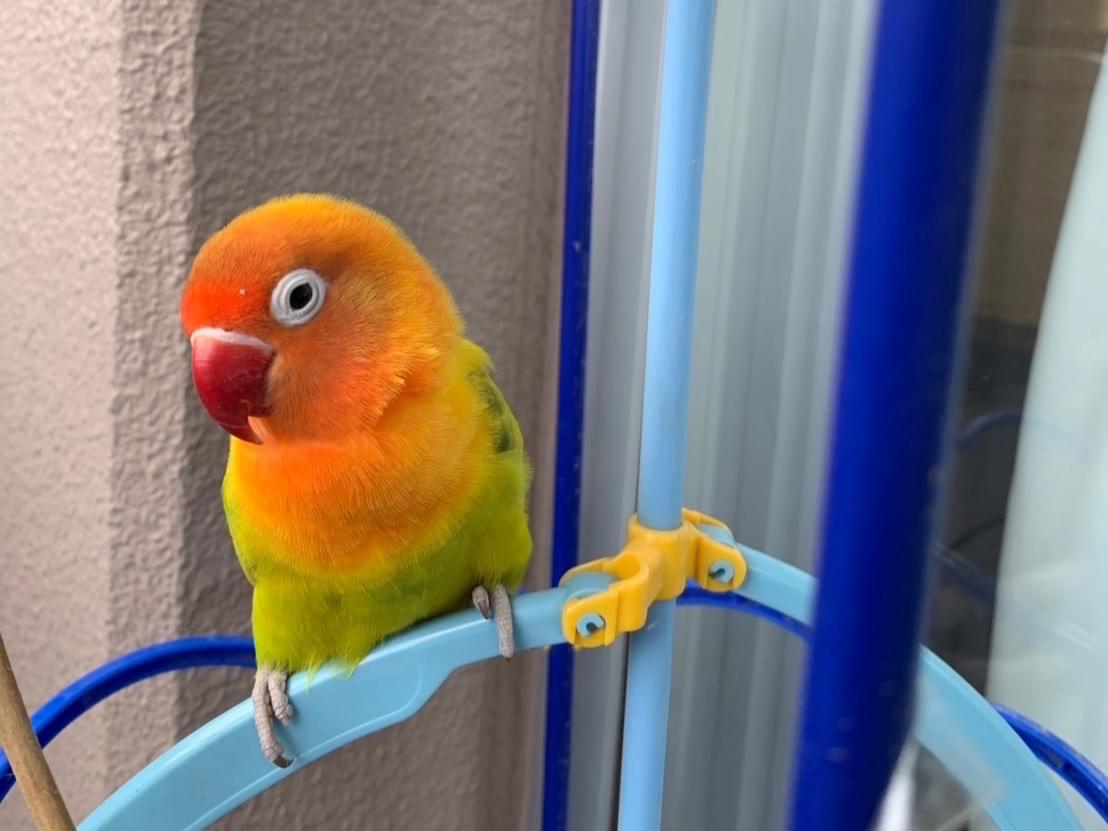 保護された鳥 保護された鳥