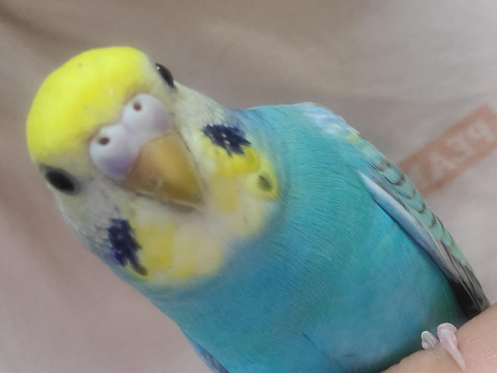 ぶぅちゃん ぶぅちゃん
