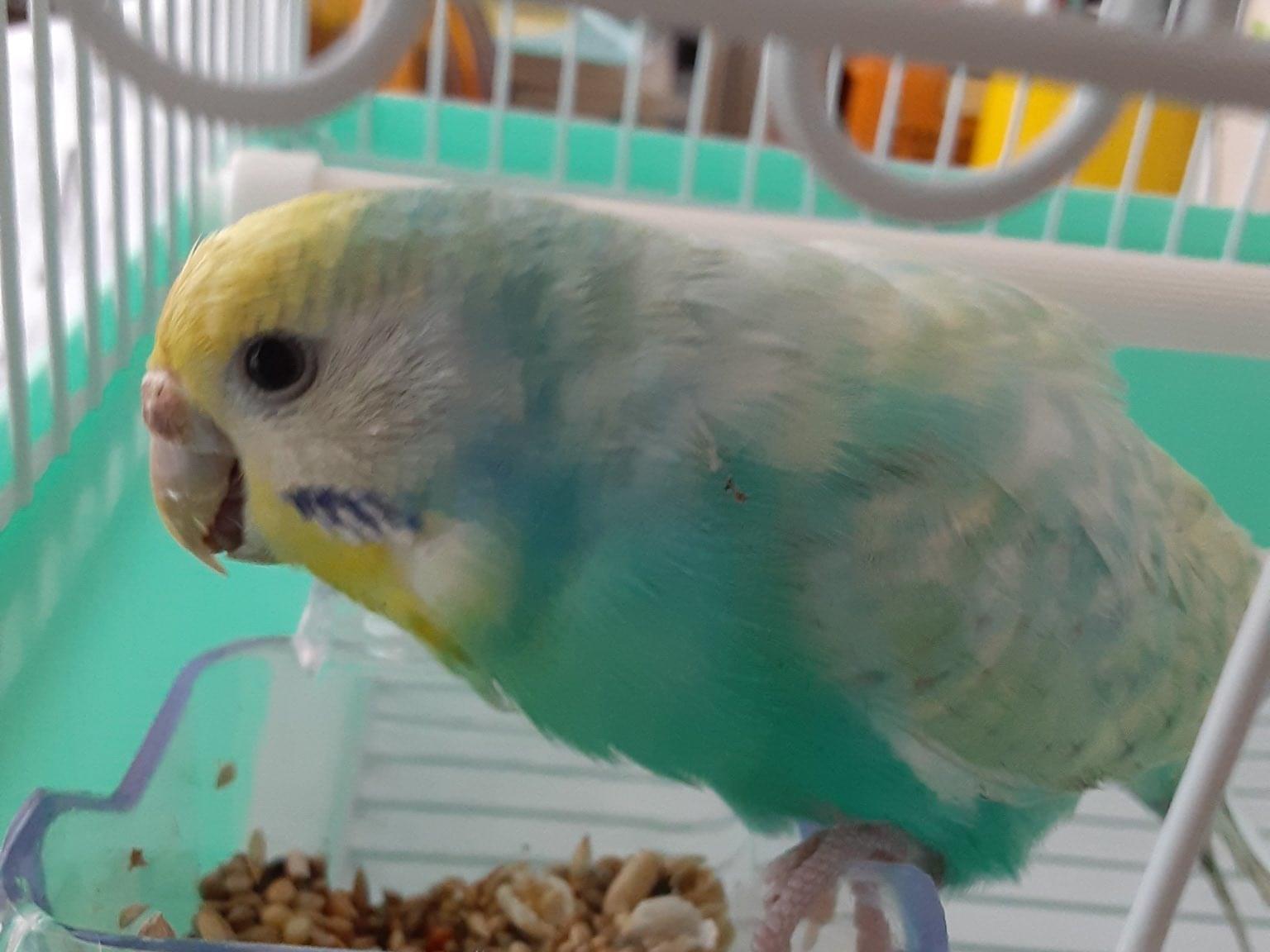 保護された鳥 保護された鳥