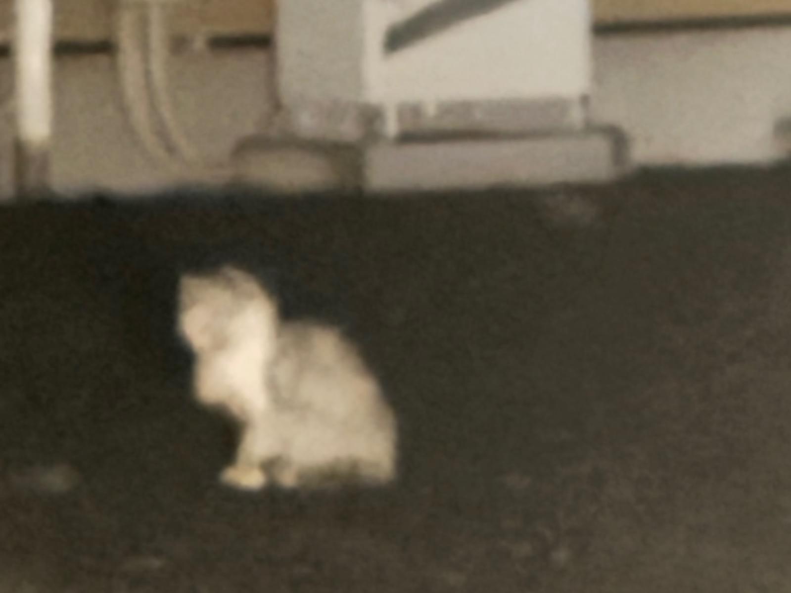 目撃された猫