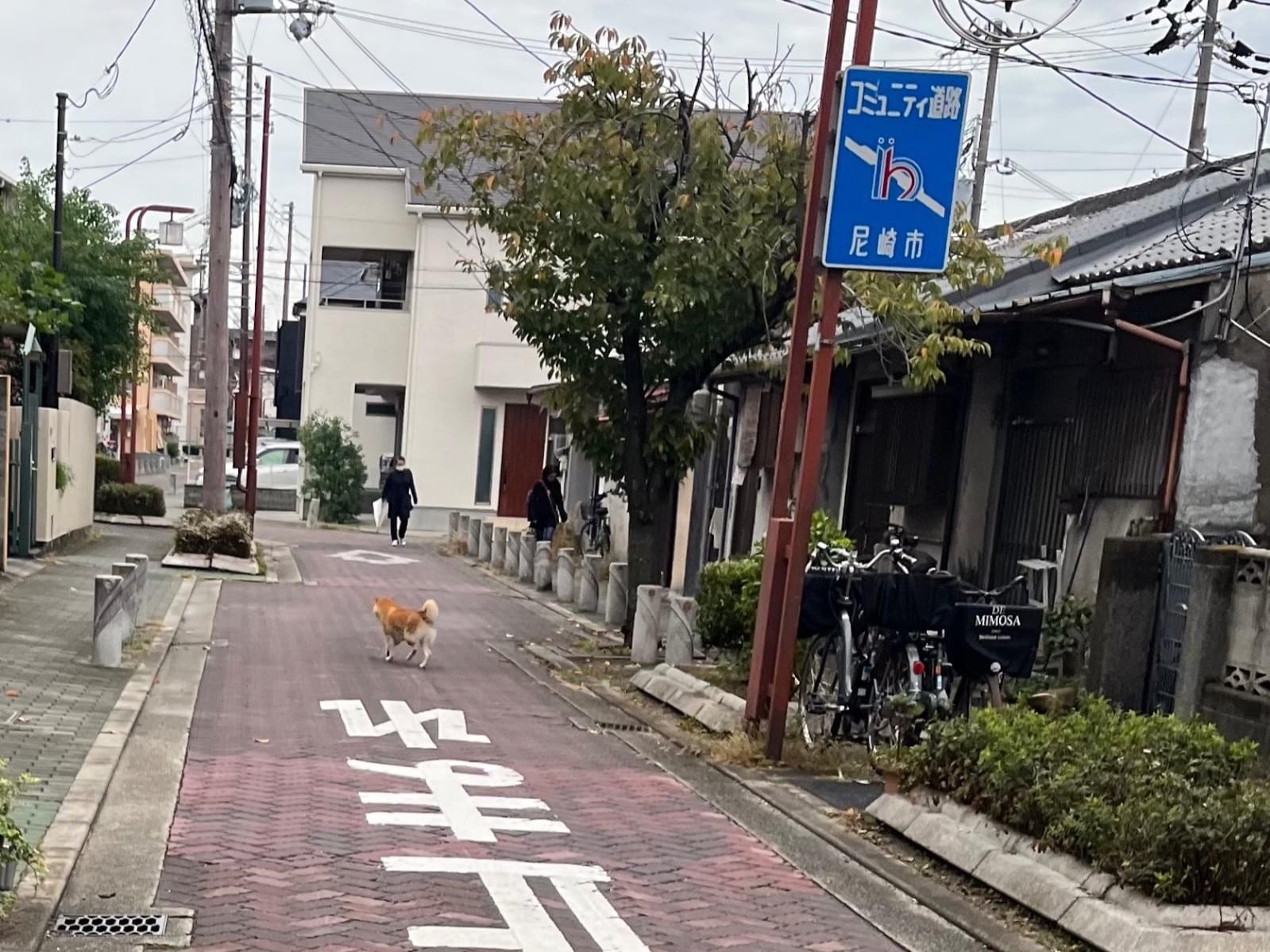目撃された犬 目撃された犬