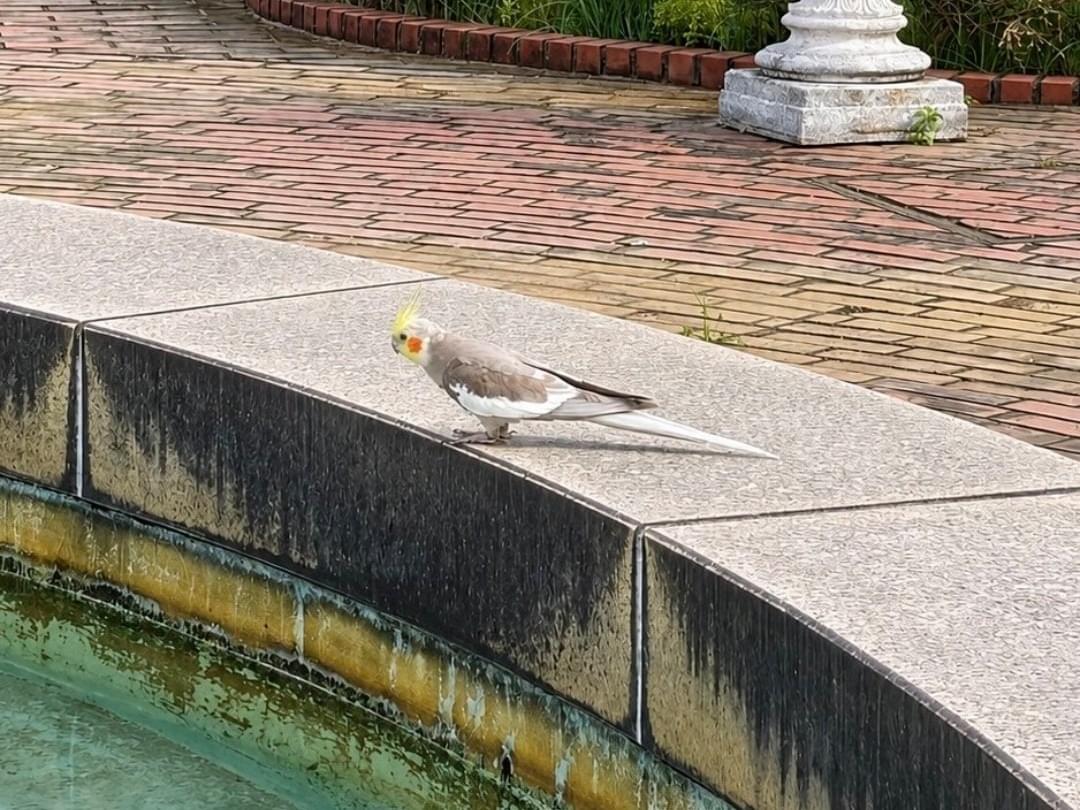 目撃された鳥 目撃された鳥