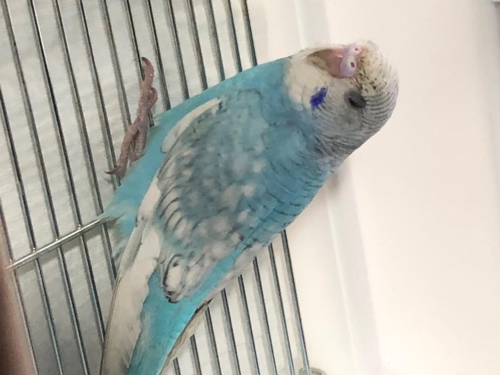 ぴーちゃわちゃん ぴーちゃわちゃん
