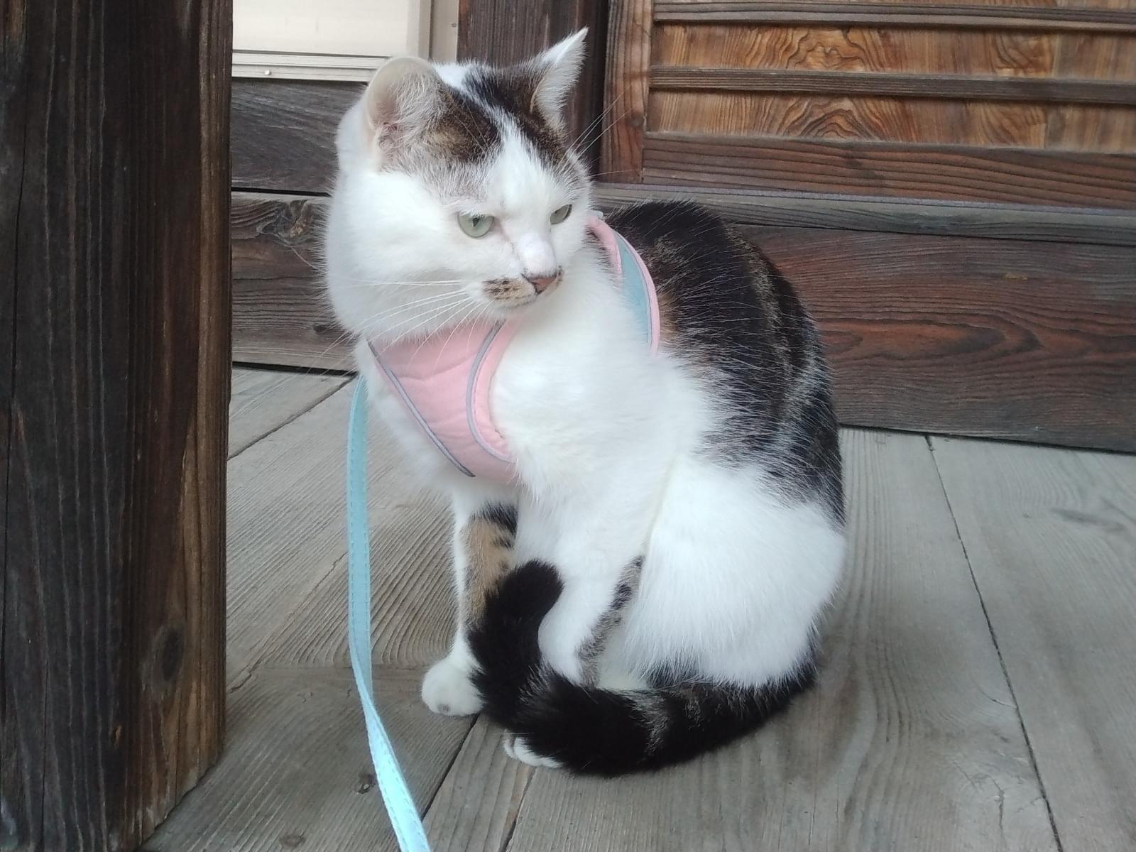 リリーちゃん
