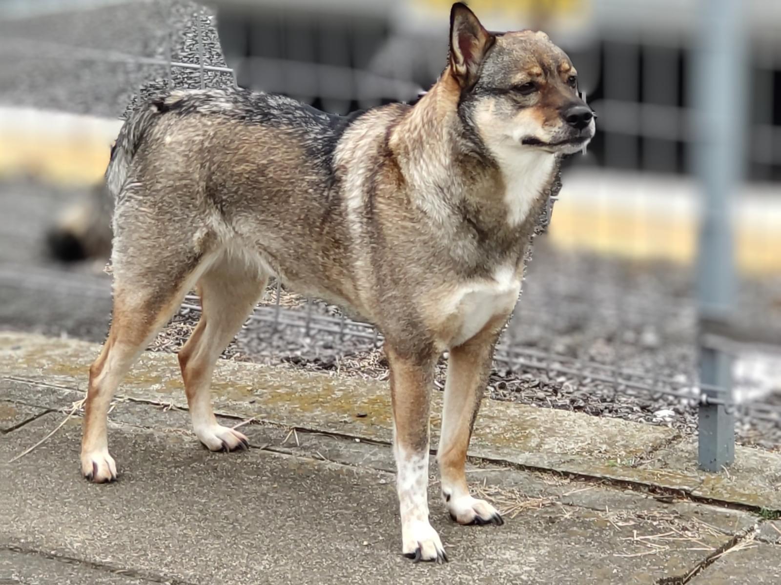 目撃された犬 目撃された犬