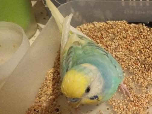 ピーたんちゃん ピーたんちゃん