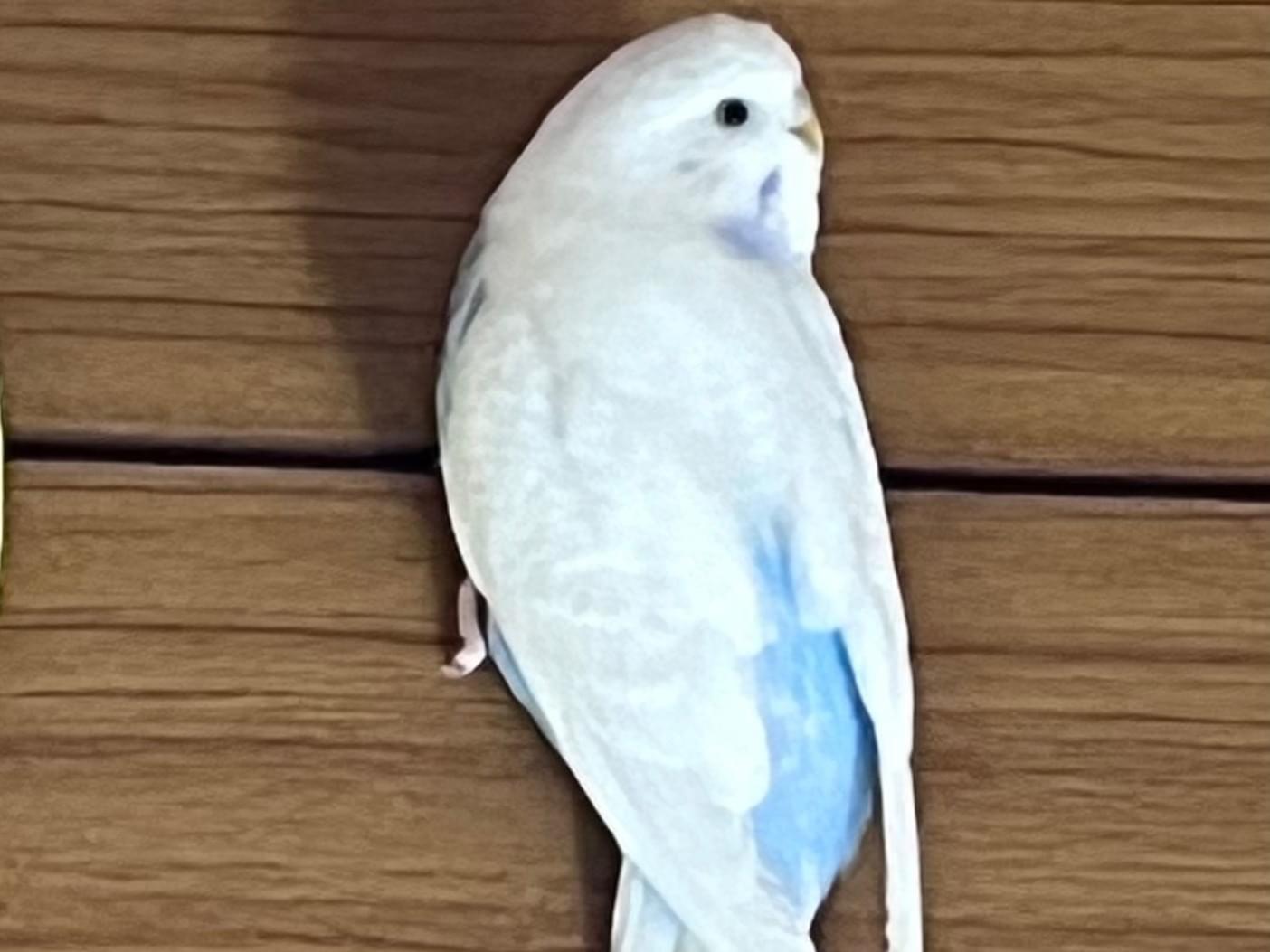 ポポちゃん ポポちゃん