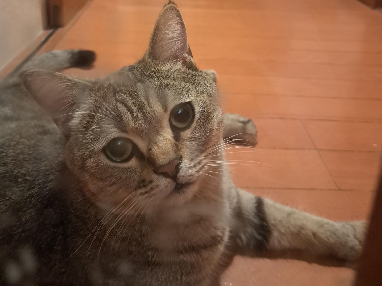保護された猫 保護された猫