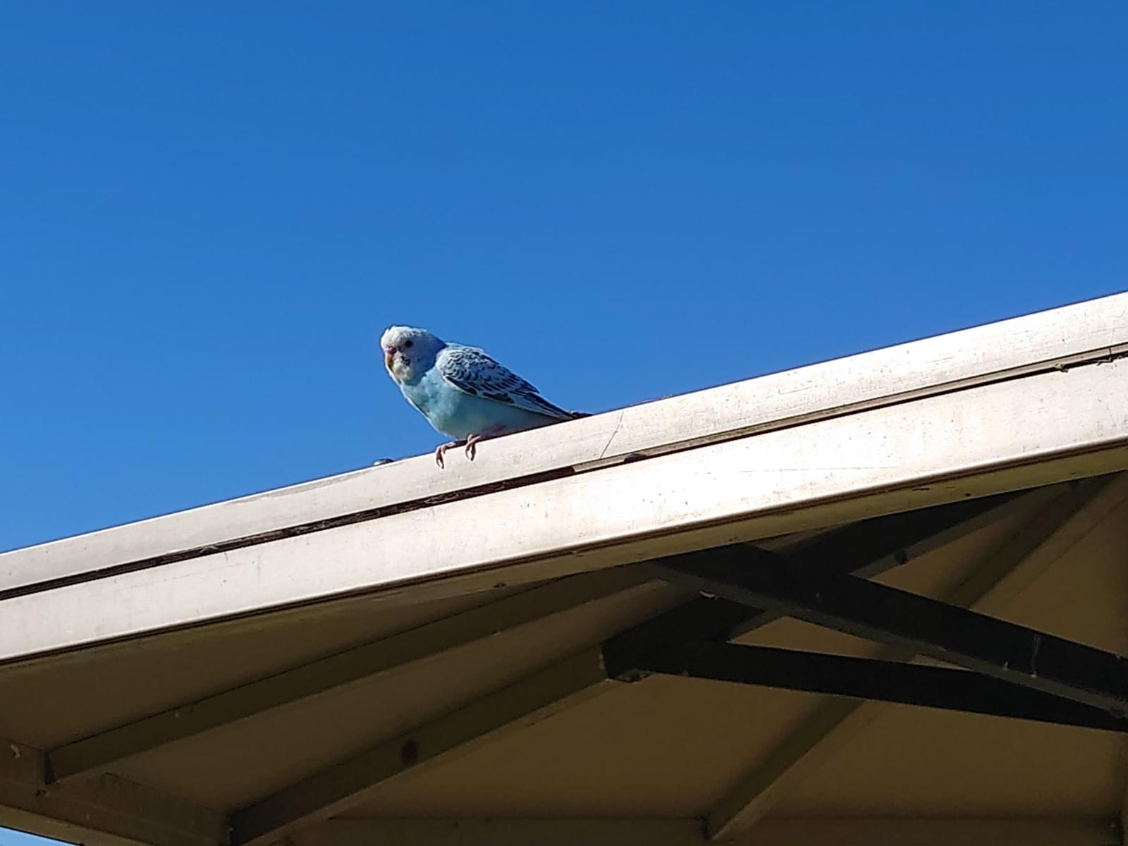 目撃された鳥 目撃された鳥