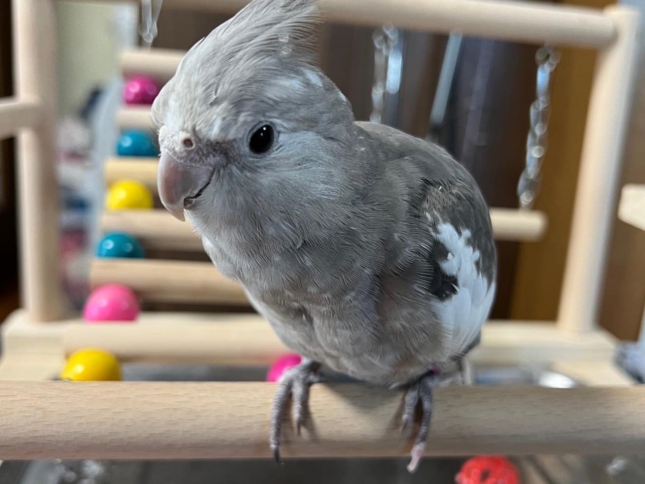 きーちゃん きーちゃん