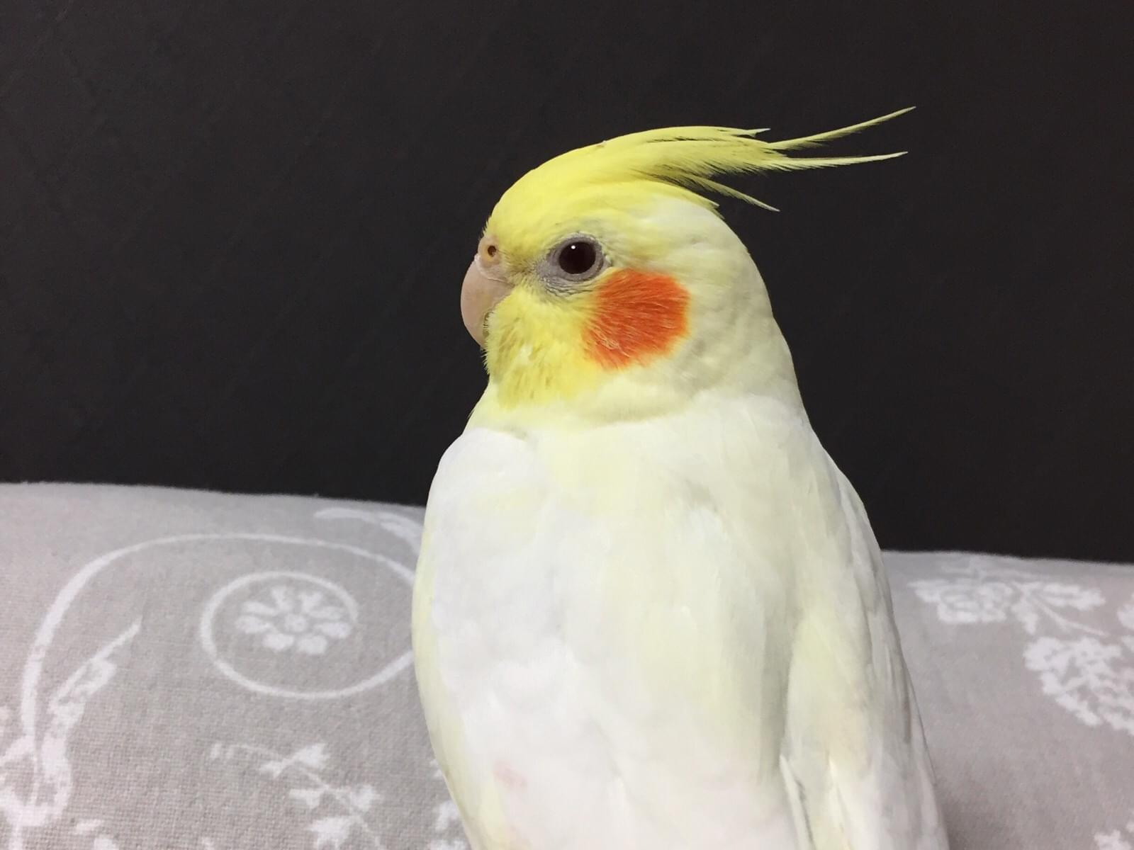 ミーちゃん ミーちゃん