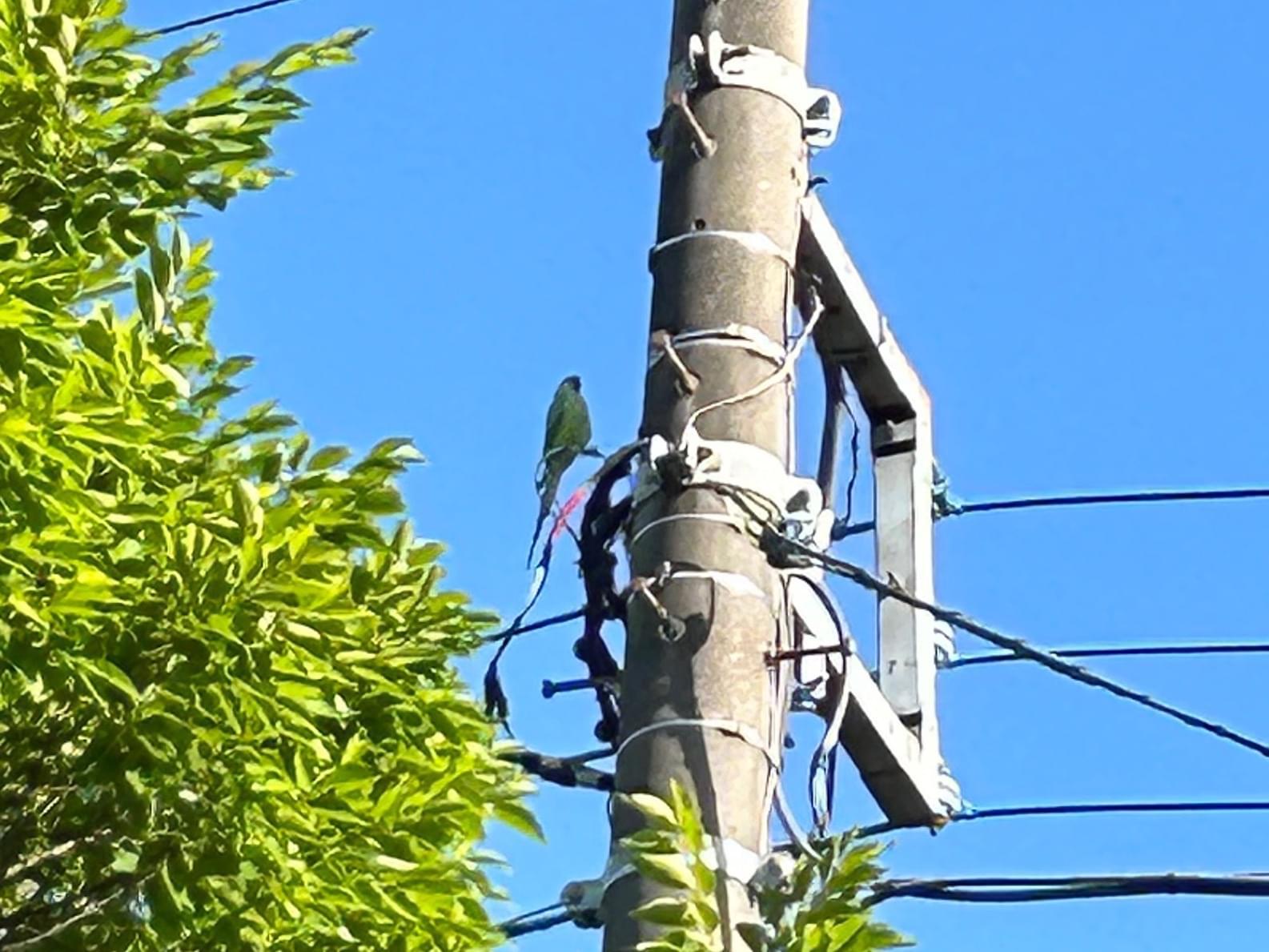 目撃された鳥 目撃された鳥