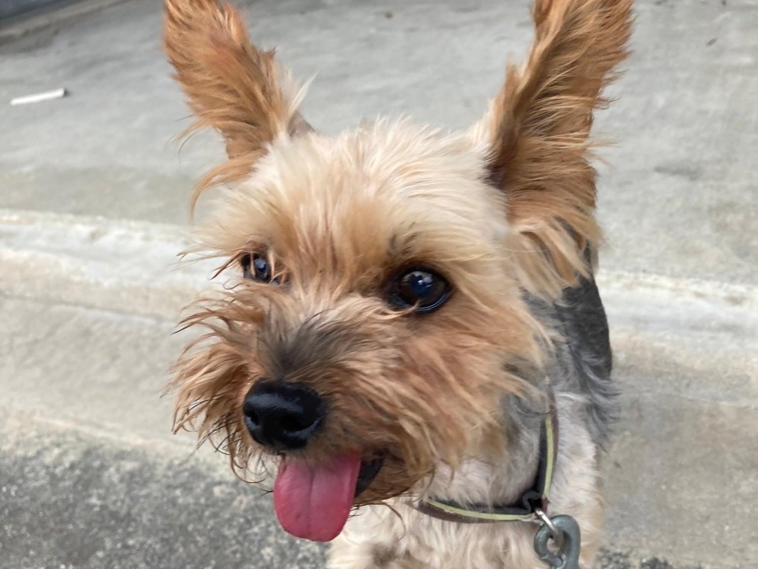 保護された犬 保護された犬