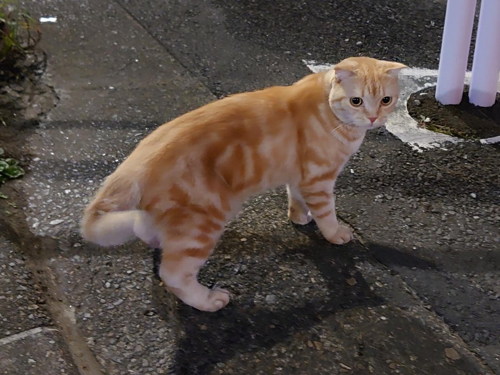 目撃された猫 目撃された猫