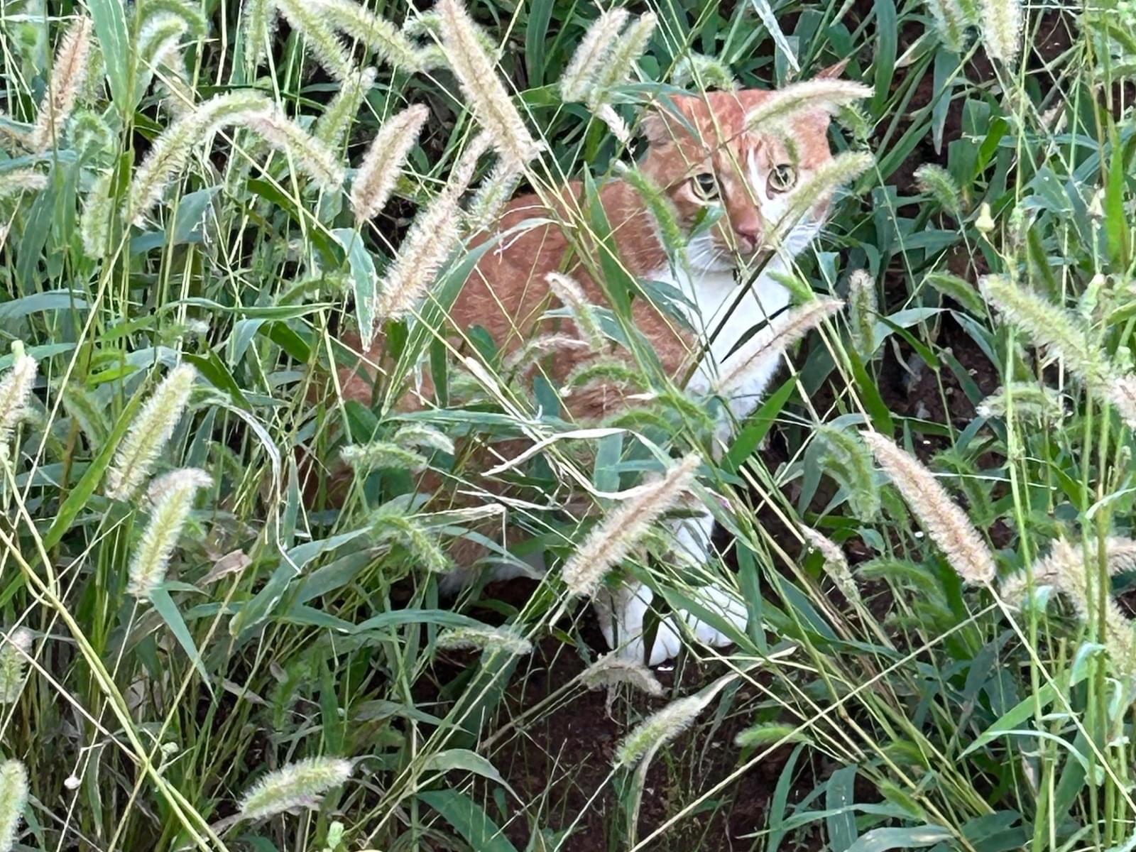 目撃された猫