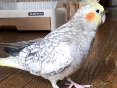 フィーちゃん フィーちゃん