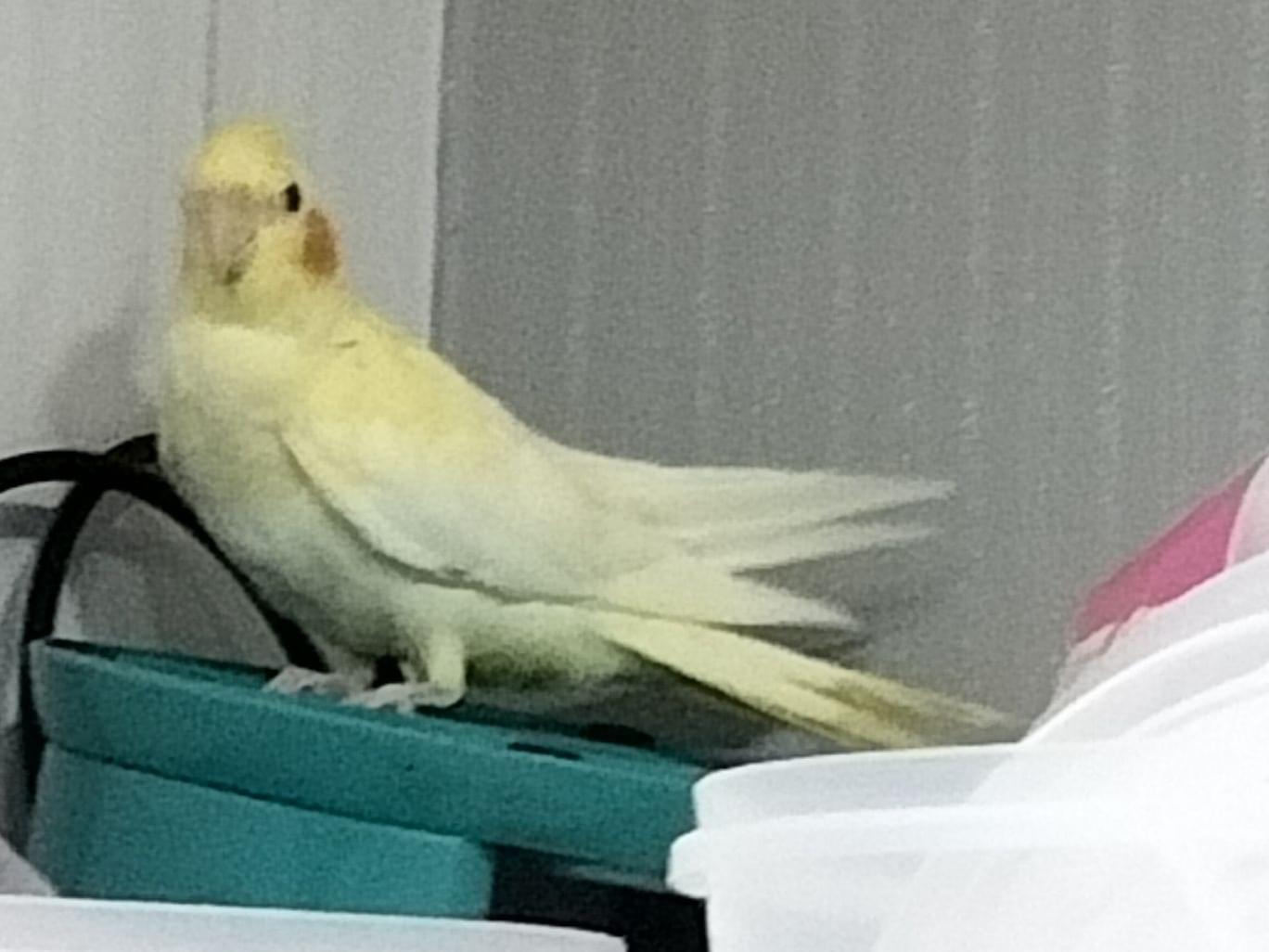 チャチャちゃん