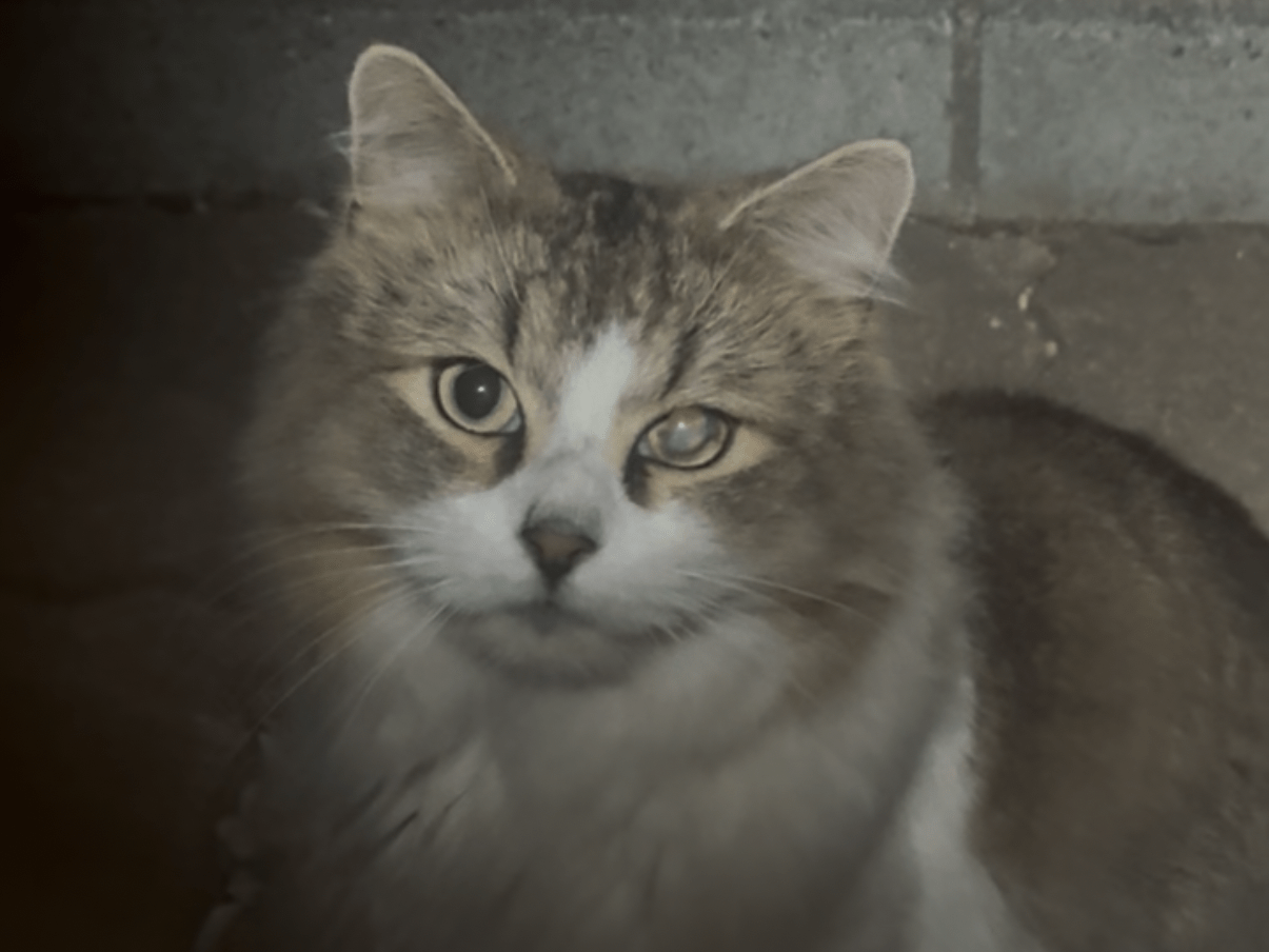 目撃された猫