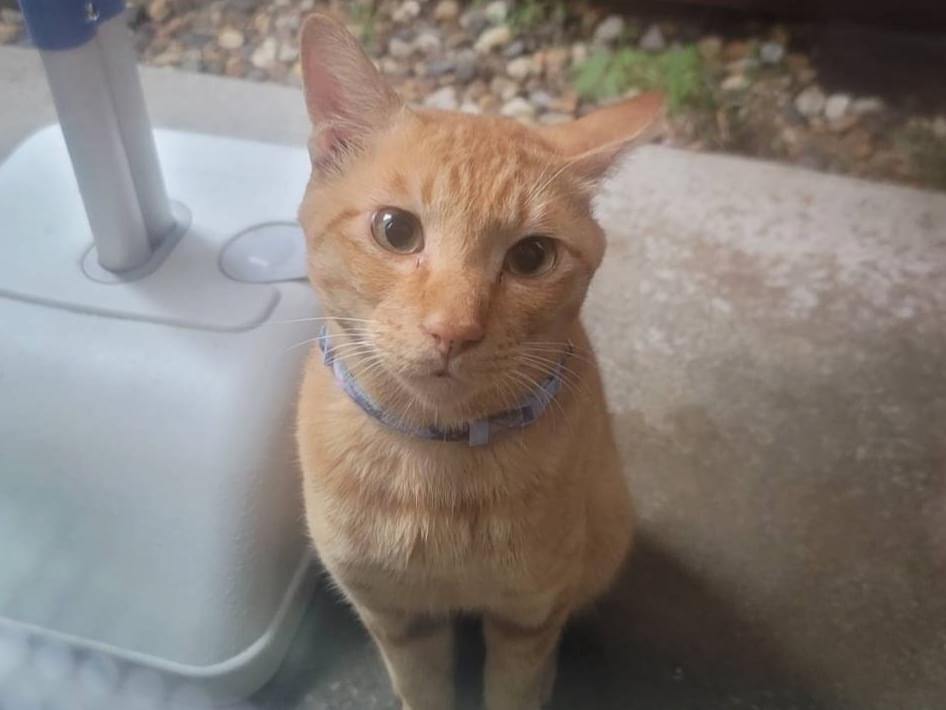 保護された猫 保護された猫