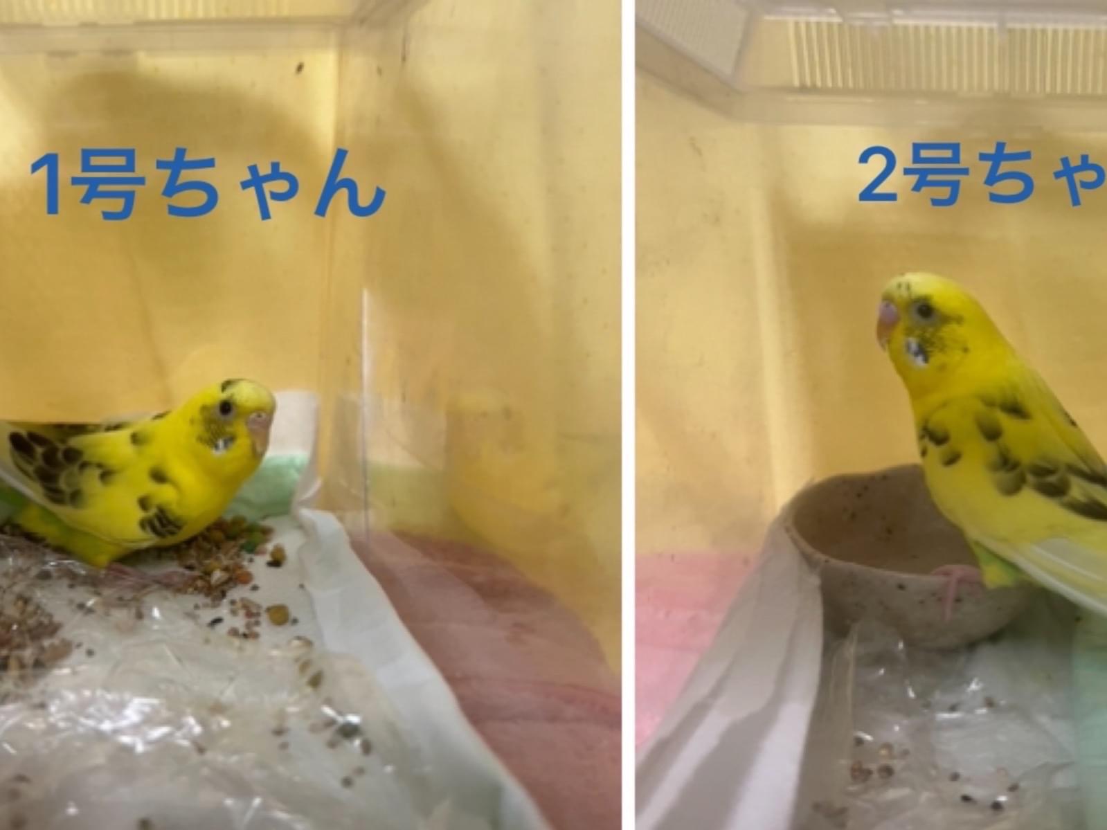 保護された鳥 保護された鳥