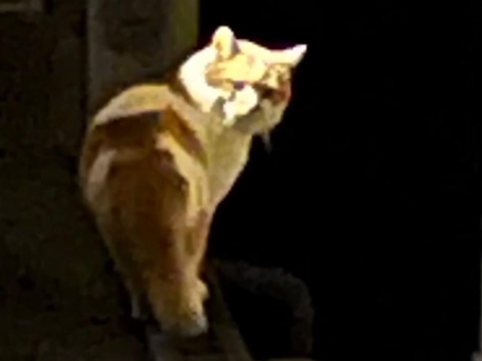 目撃された猫 目撃された猫
