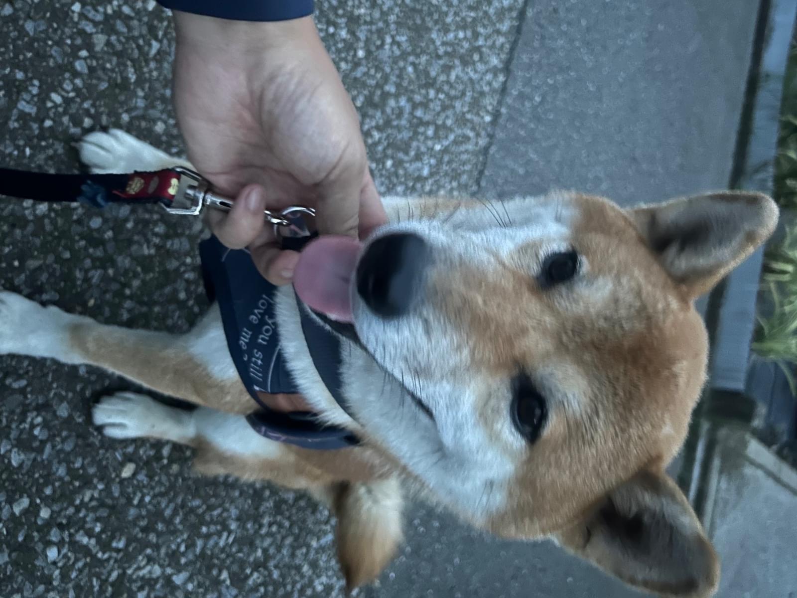 保護された犬 保護された犬