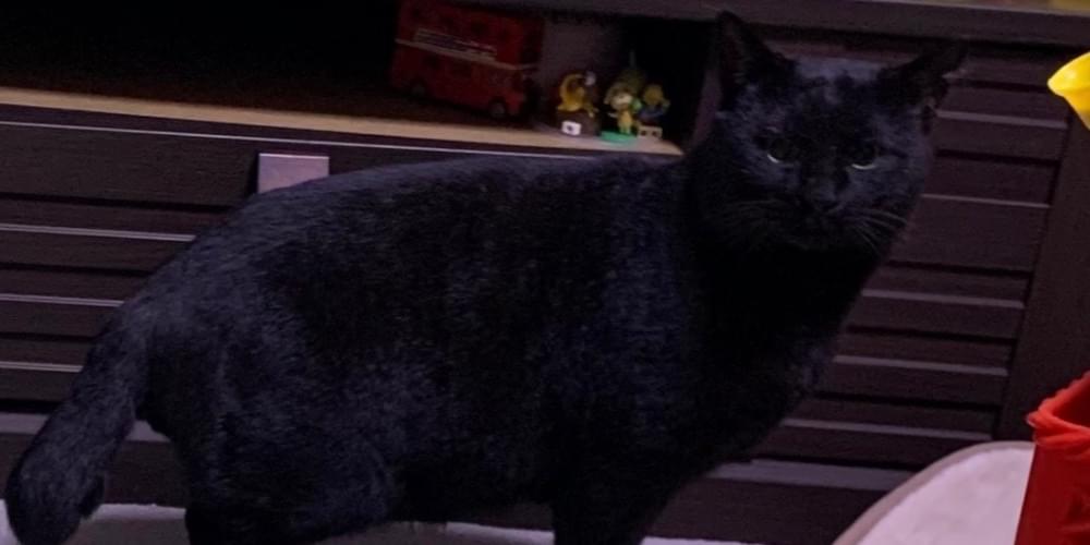 全身真っ黒の猫で、左首あたりに傷が治りかけの状態