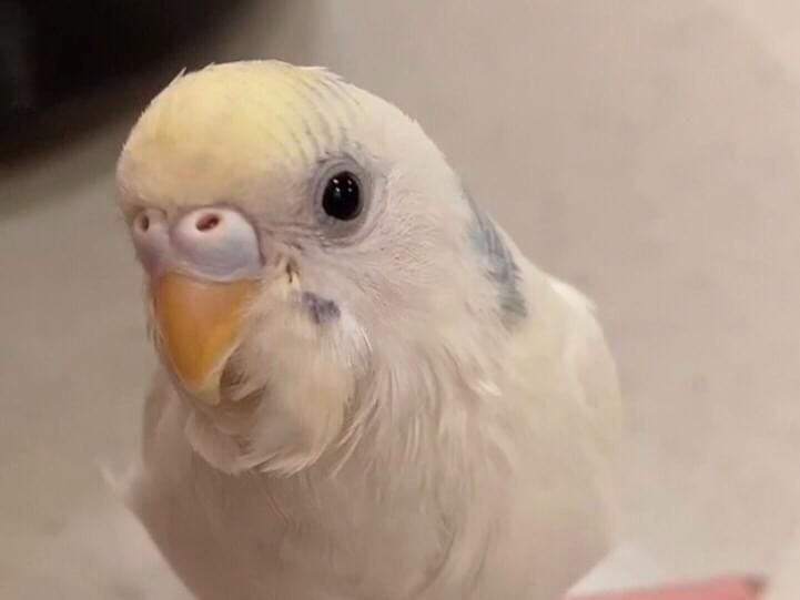 プーティちゃん プーティちゃん