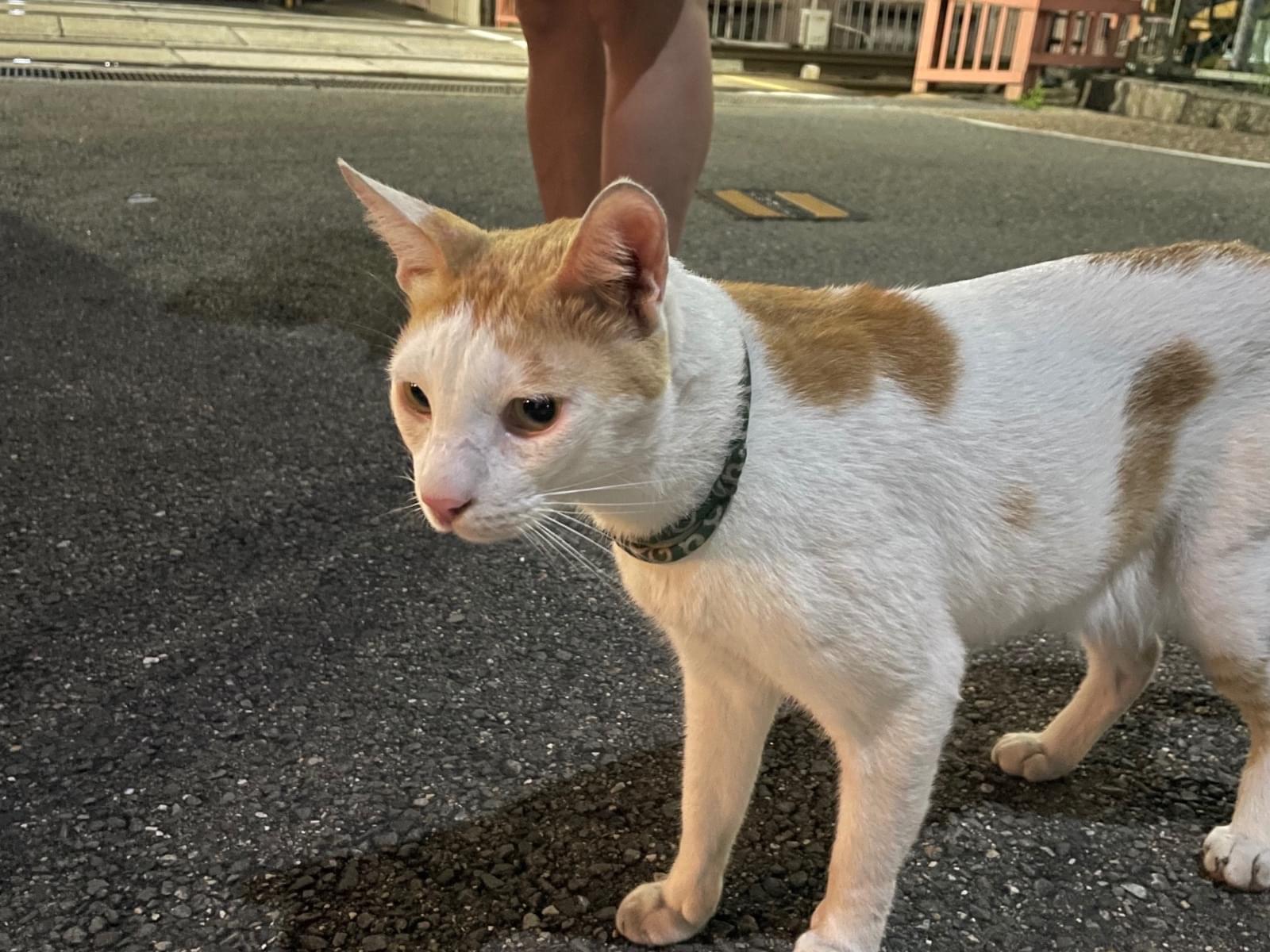 目撃された猫 目撃された猫