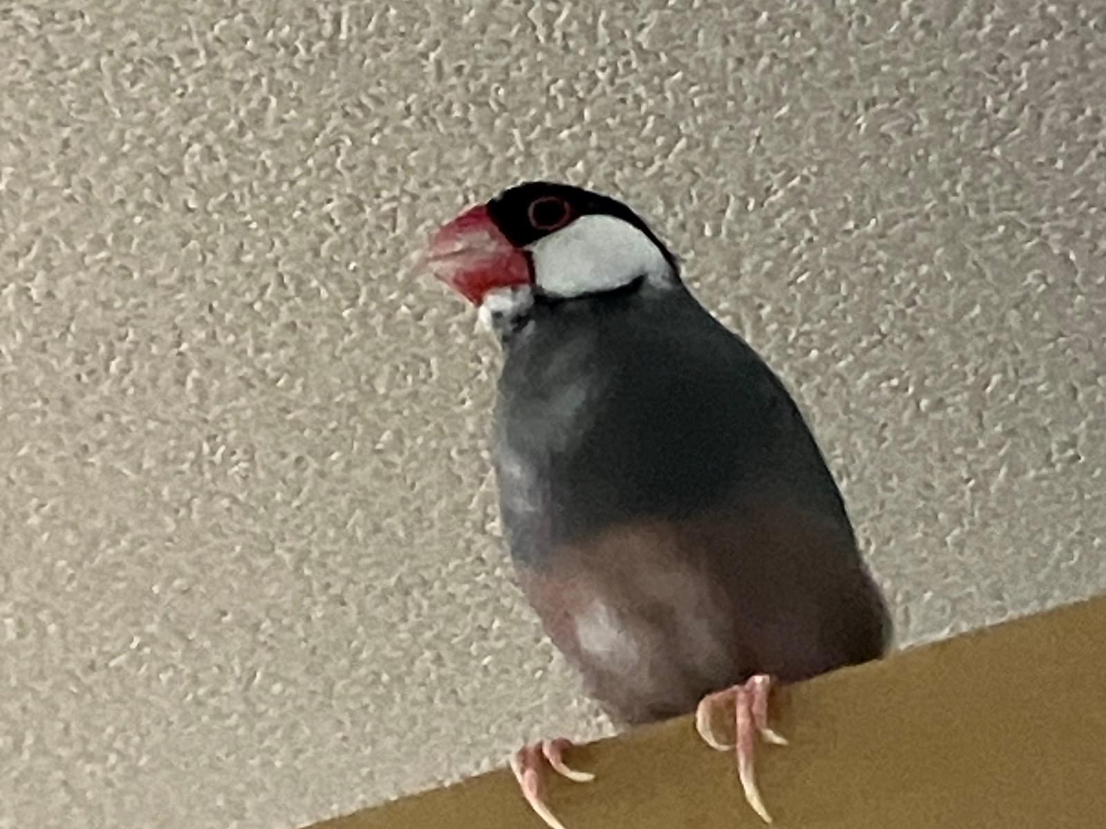 保護された鳥 保護された鳥