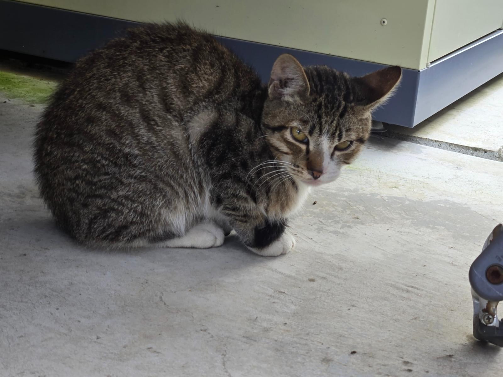 目撃された猫 目撃された猫