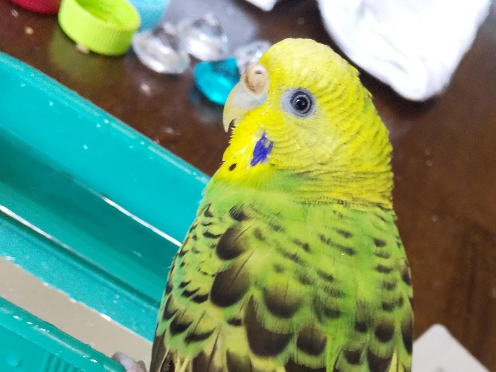 ピッピちゃん ピッピちゃん