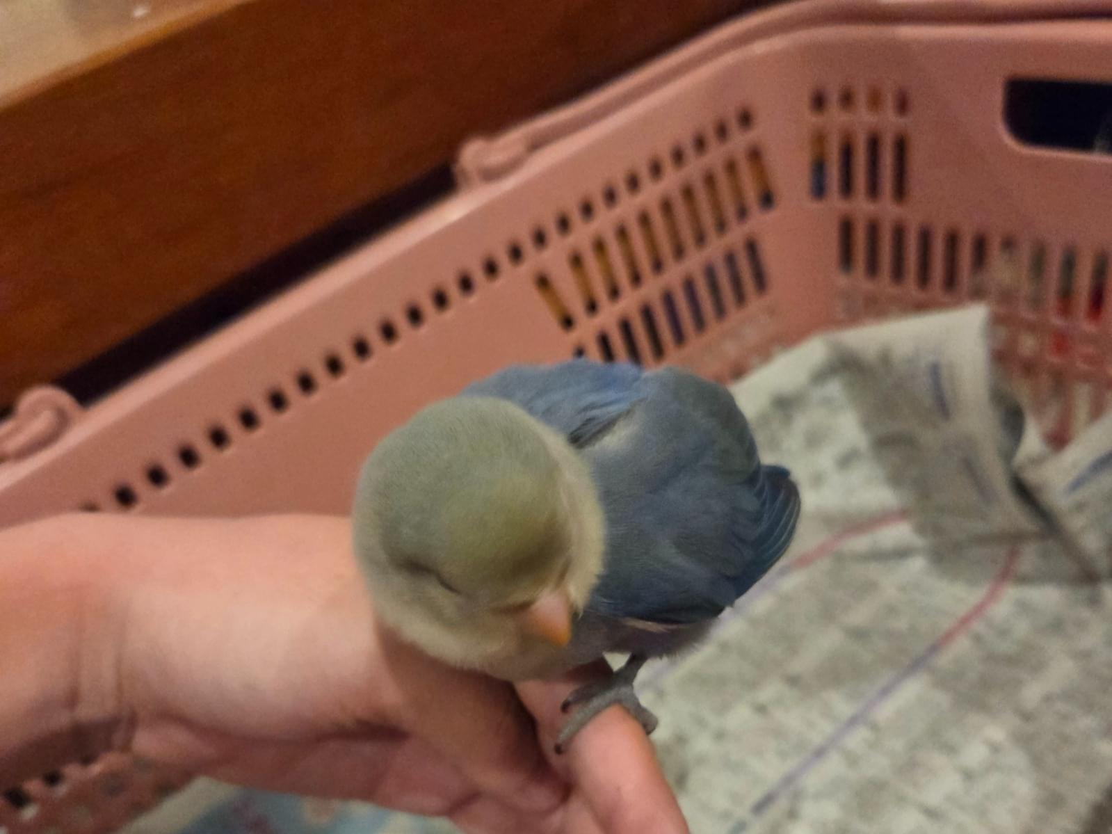 保護された鳥 保護された鳥