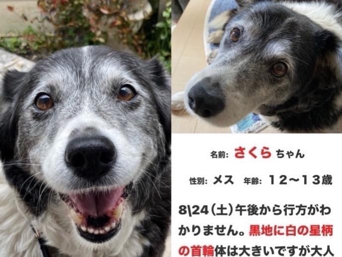 さくらちゃん さくらちゃん