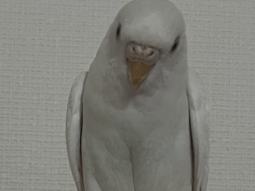キヨちゃん キヨちゃん