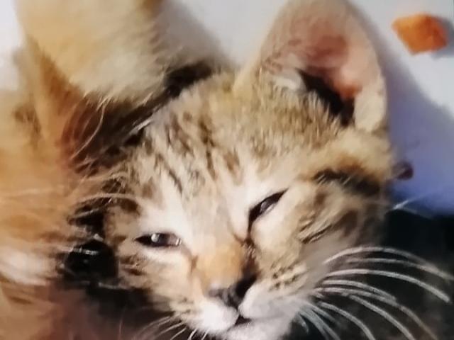 こねこちゃん こねこちゃん