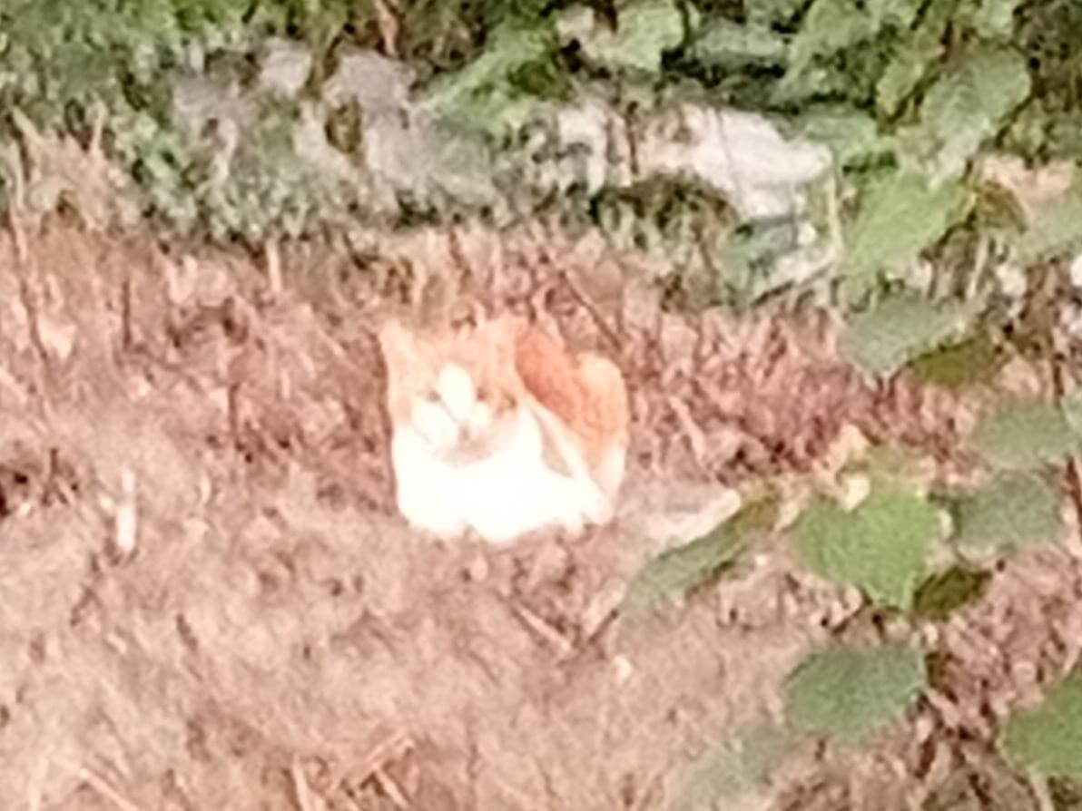 目撃された猫 目撃された猫