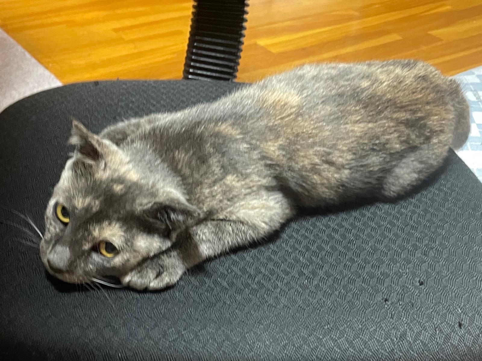 保護された猫 保護された猫