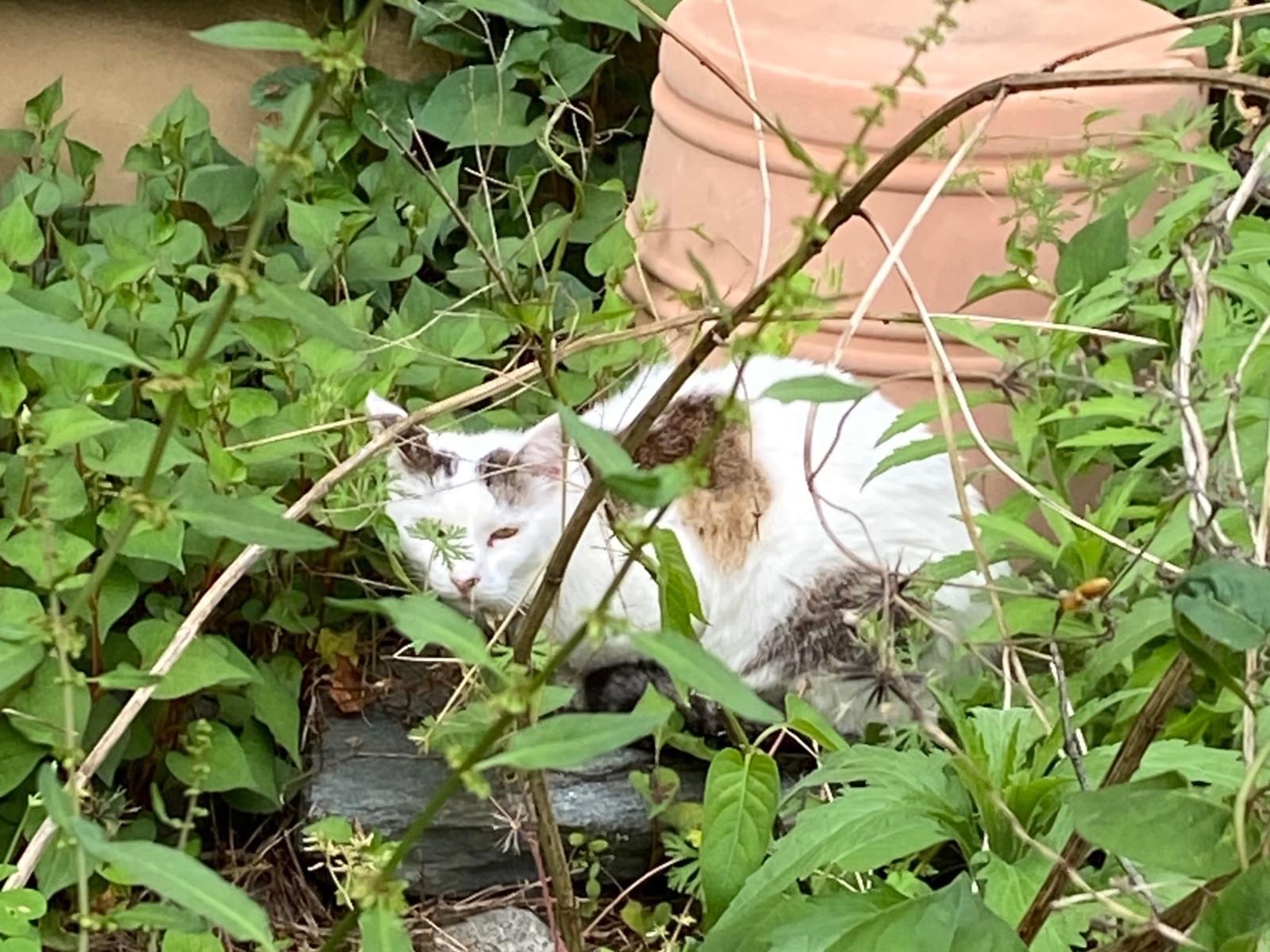 目撃された猫