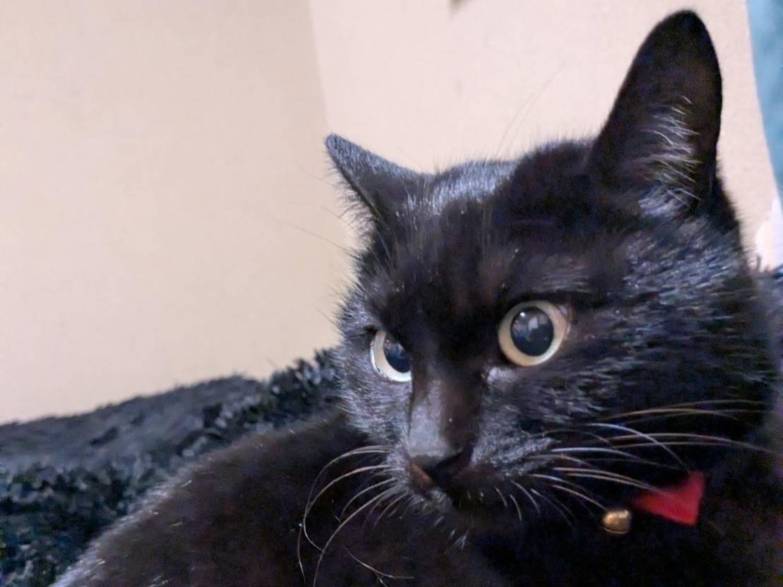 つるねちゃん つるねちゃん