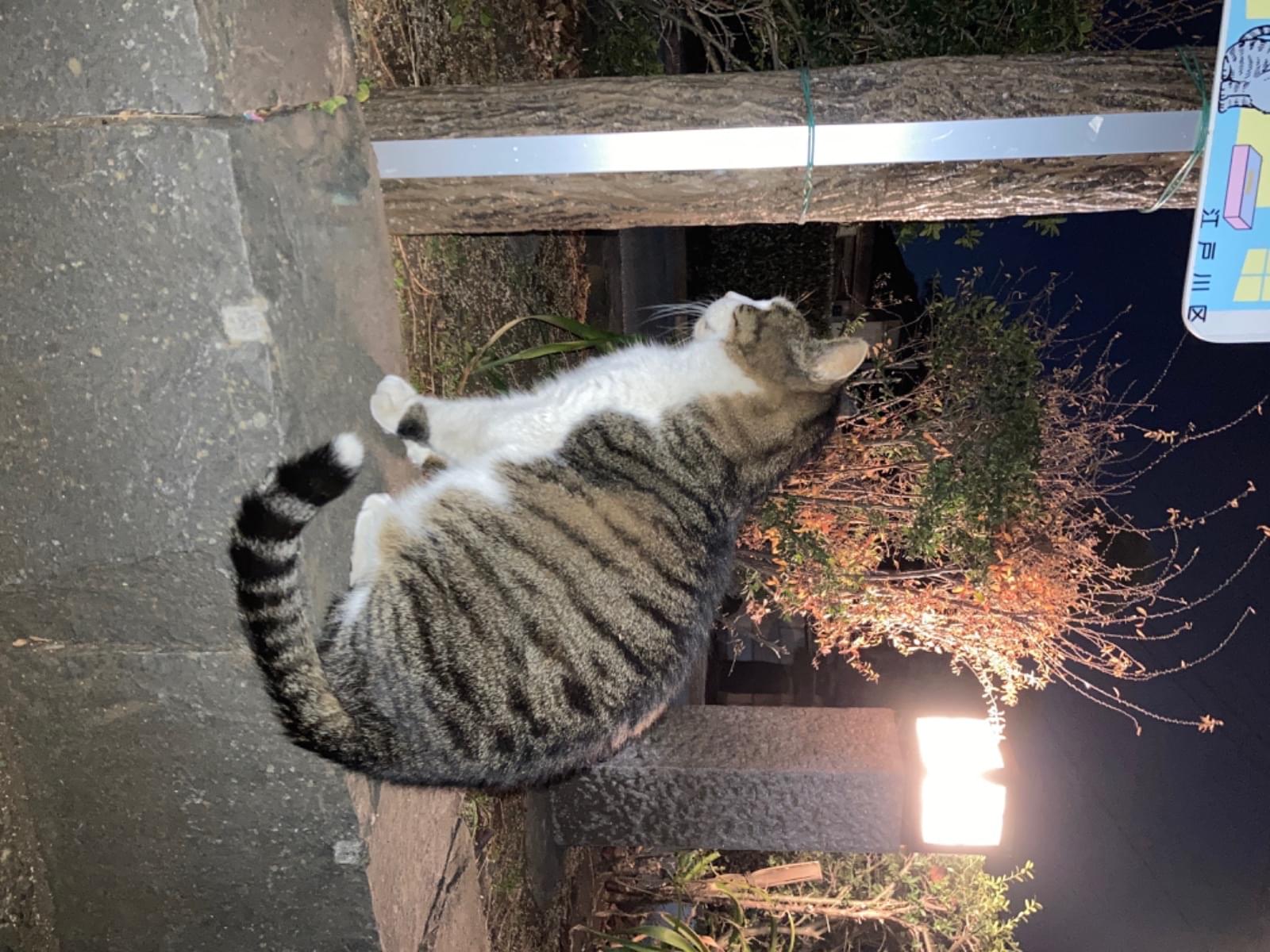 目撃された猫 目撃された猫