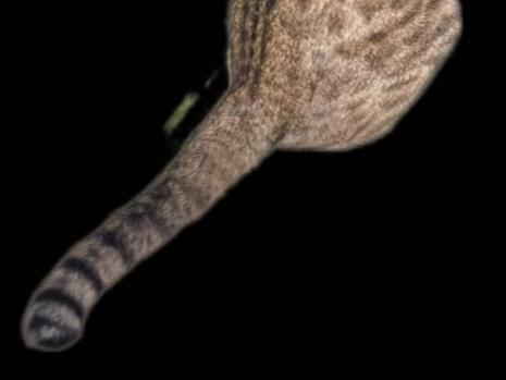 ミーちゃん ミーちゃん