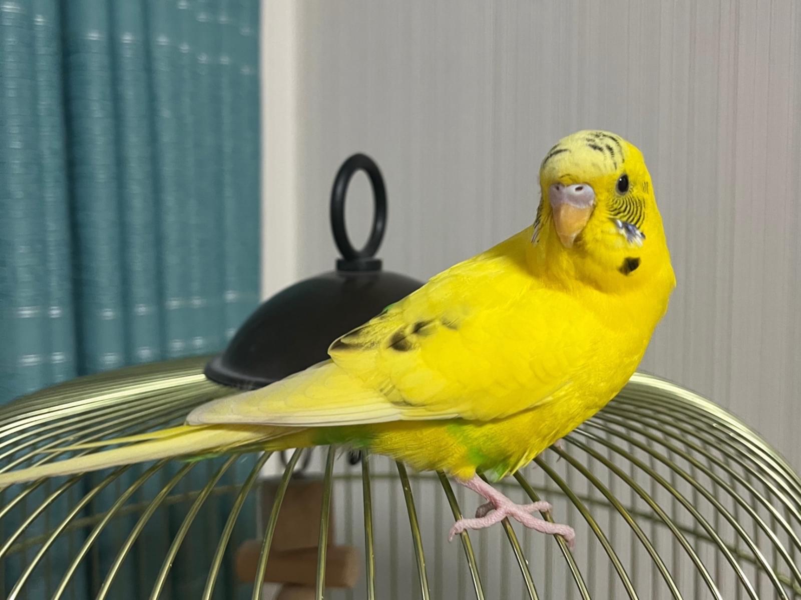 保護された鳥 保護された鳥
