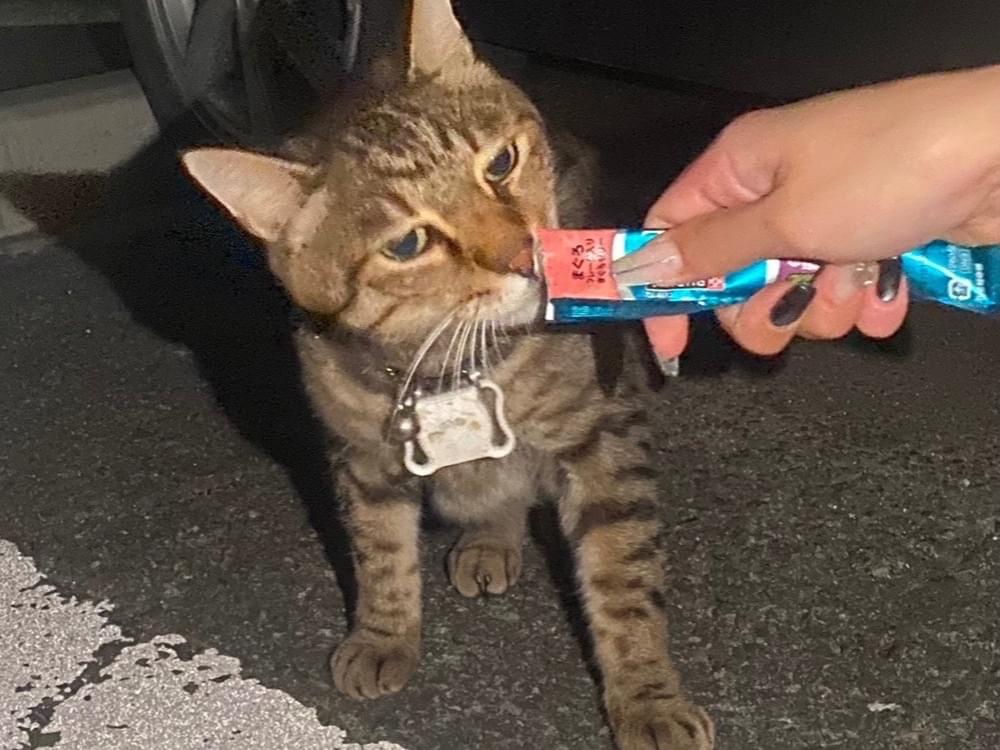 目撃された猫 目撃された猫