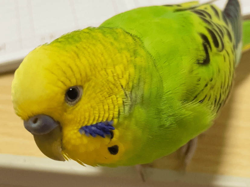 まめちゃん まめちゃん