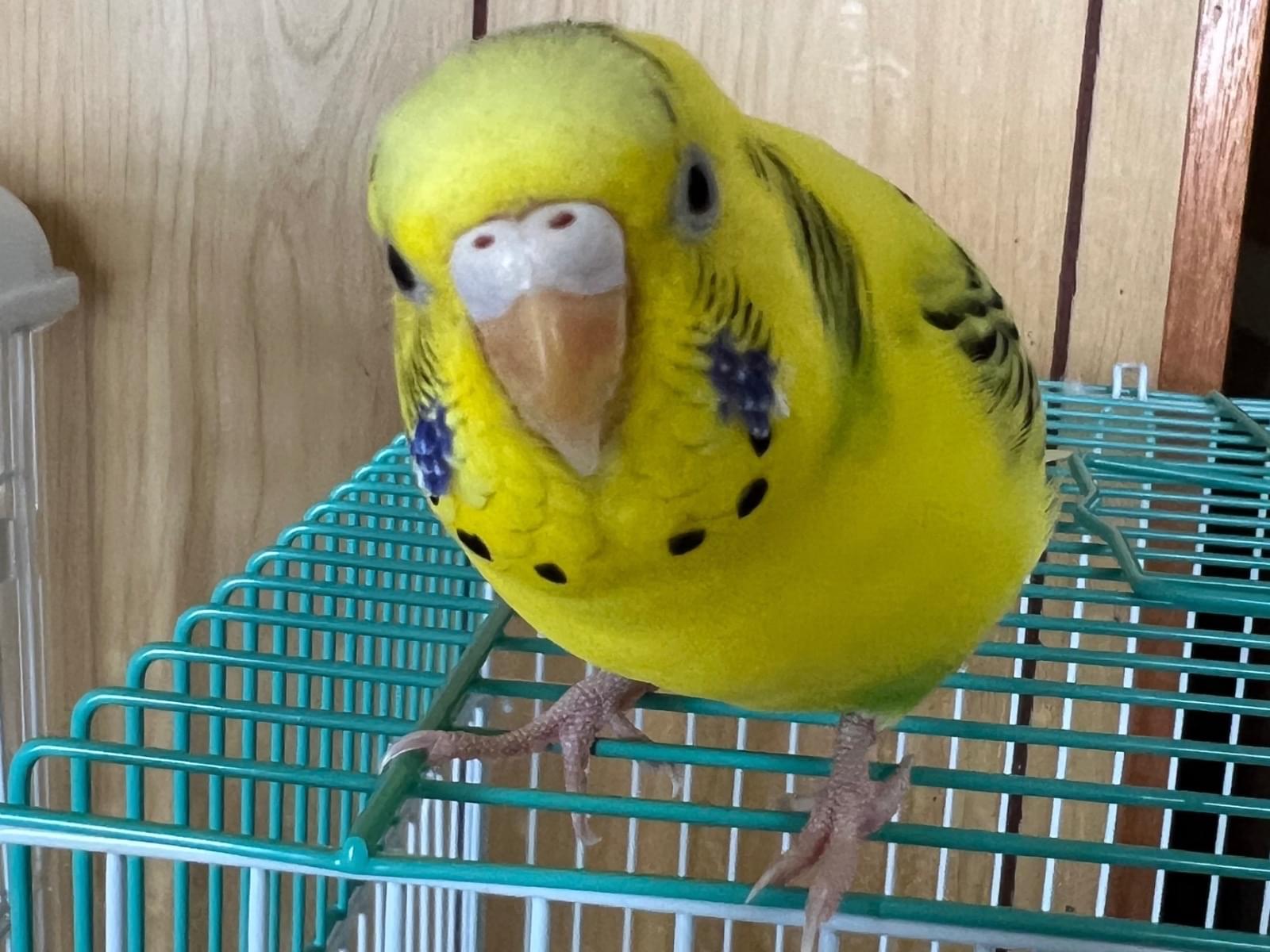 保護された鳥 保護された鳥